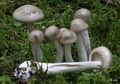 Hygrophorus agathosmus